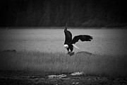 Bald Eagle Take Off Series 6 of 8 Photograph by Darcy Michaelchuk