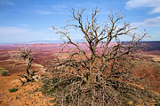 Canyonlands colors Photograph by Adam Jewell