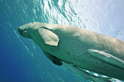 Dugong with Remora fishes moving up to breath in surface Photograph by Sami Sarkis Photography