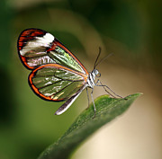 Glasswing Butterfly Photograph by Grant Glendinning