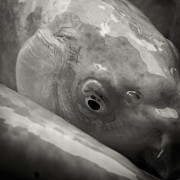 Koi Eye in Black and White Photograph by Darcy Michaelchuk