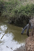 Lone Zebra at the Drinking Hole Photograph by Darcy Michaelchuk