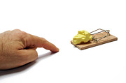 Man's hand about to catch cheese on mousetrap Photograph by Sami Sarkis Photography