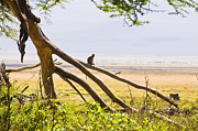 Monkey on a Branch Photograph by Darcy Michaelchuk