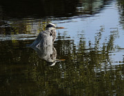 Morning Bath Photograph by Steven Sparks