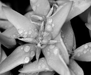 Morning Dew on Flower BW Photograph by Darcy Michaelchuk