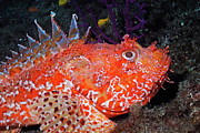 Pustulous Scorpion Fish on rock Photograph by Sami Sarkis Photography