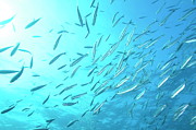 School of Bogue fishes Photograph by Sami Sarkis Photography