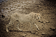 Thirsty but cautious cheetah Photograph by Darcy Michaelchuk