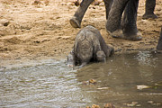 Thirsty Young Elephant Photograph by Darcy Michaelchuk