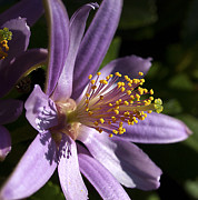 Thrive Photograph by Joe Schofield