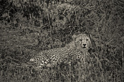 Young Cheetah Abstract Photograph by Darcy Michaelchuk
