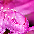 Pink Dreams