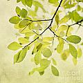 green foliage series