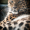 Amur Leopard