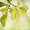 green foliage series