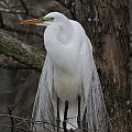 American Egret by Jim E Johnson