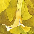 Angel Trumpet
