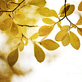 autumn gold