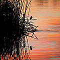 Bird Silhouette