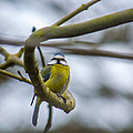 Blue tit
