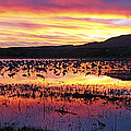 Bosque Del Apache Photograph by Steven Ralser