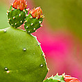 Cactus Flower