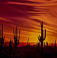 Cactus Glow Photograph by Mary Jo Allen