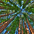 Cathedral Redwood Grove
