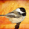 chickadee