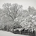 Classic Snow by Carol Whaley Addassi