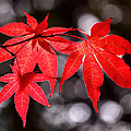 Dancing Japanese Maple by Rona Black