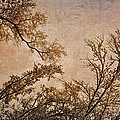 Dancing Trees by Carol Whaley Addassi