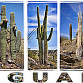 Five Saguaros Photograph by Kelley King
