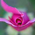 Flying Rose