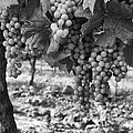 French Grapes