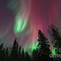 glowing skies