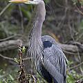 Great Blue Heron by Jim E Johnson