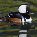 Hooded Merganser Duck
