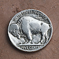 Indian Headbuffalo Nickel