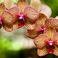 Orchid
