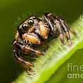 Jumping Spider Phidippus clarus I