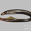 Lamprey Eel, Illustration