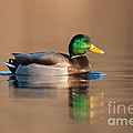 Mallard