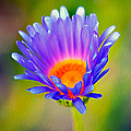 Mojave Aster