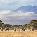 Mount Kilimanjaro Amboseli 