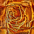 Orange Rose
