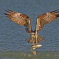 Osprey Morning Catch
