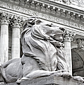 Patience The NYPL Lion