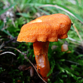 Pennsylvania Woodland Fungi 4